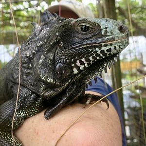Saban Black Iguana (Iguana melanoderma) - female