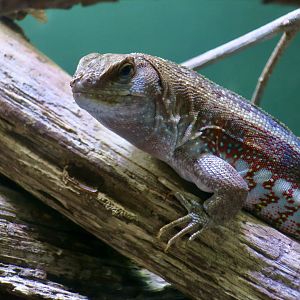 Red-Sided Curly-Tailed Lizard (Leiocephalus schreibersii)