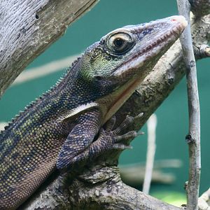 Western Giant Anole (Anolis luteogularis)