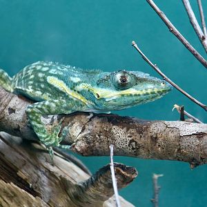 Blue Beauty Knight Anole (Anolis equestris potior)