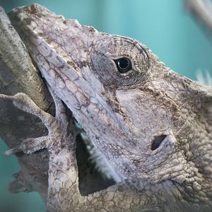 Western Bearded Anole (Anolis barbatus)
