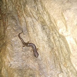 Gene's cave salamander (Speleomantes genei)
