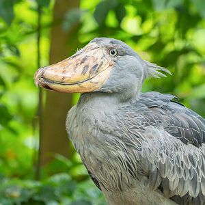 Shoebill (Balaeniceps Rex)
