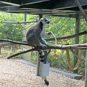 Ring-tailed Lemur
