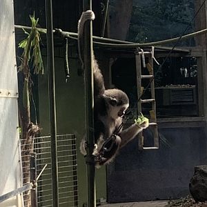 Juvenile Gibbon