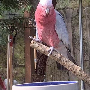 Galah