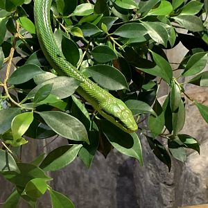 Red-tailed Green Ratsnake