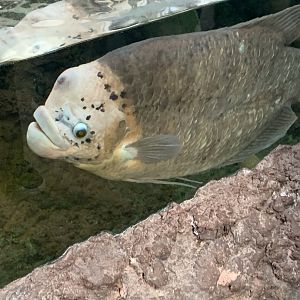 Giant Gourami