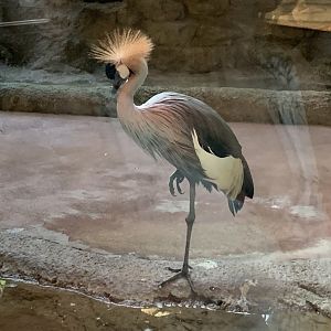 Grey Crowned Crane