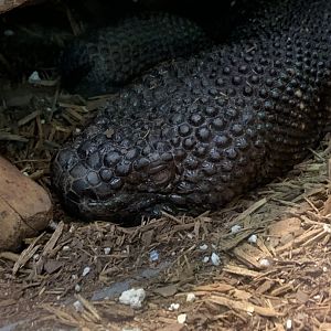 Guatemalan Beaded Lizard