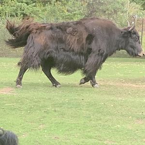 Yak