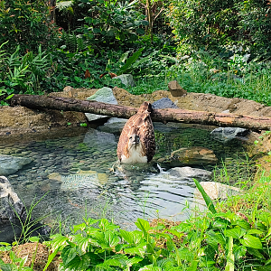 Philippine Eagle (Pithecophaga jefferyi)