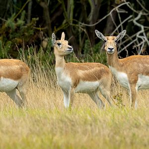 Blackbuck : Watatunga : 22 Sep 2024