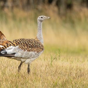 Great bustard : Watatunga : 22 Sep 2024