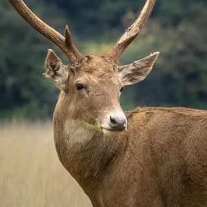 White-lipped deer : Watatunga : 22 Sep 2024
