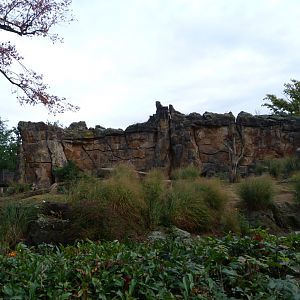 Lion exhibit -Zoologischer Garten Berlin (2024)