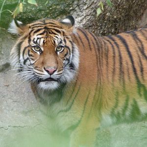 Sumatran tiger -Zoologischer Garten Berlin (2024)