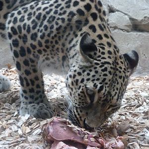 Persian leopard -Zoologischer Garten Berlin (2024)