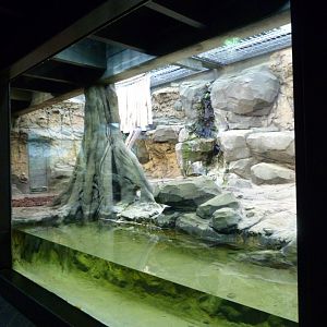 Jaguar exhibit -Zoologischer Garten Berlin (2024)