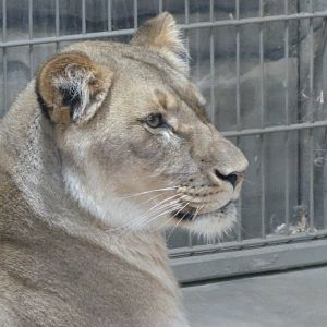 Lion -Zoologischer Garten Berlin (2024)