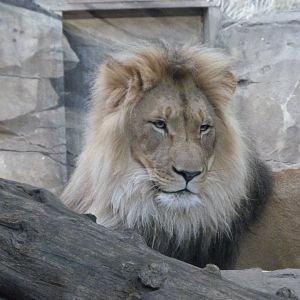 Lion -Zoologischer Garten Berlin (2024)