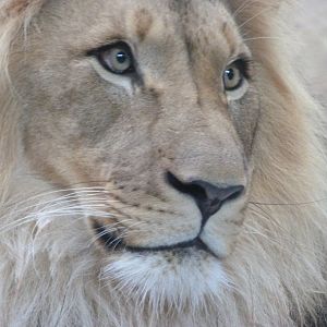 Lion -Zoologischer Garten Berlin (2024)