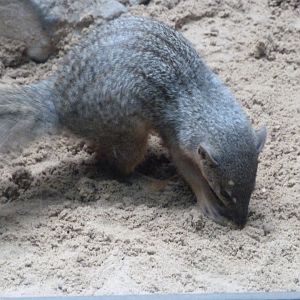 Narrow-striped mongoose -Zoologischer Garten Berlin (2024)