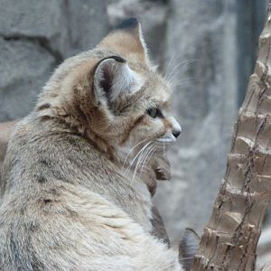 Arabian sand cat -Zoologischer Garten Berlin (2024)