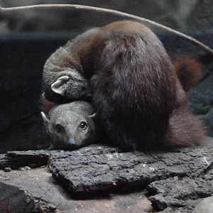Ring-tailed vontsira -Zoologischer Garten Berlin (2024)