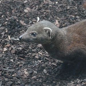 Ring-tailed vontsira -Zoologischer Garten Berlin (2024)