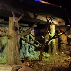 Bolivian night monkey and Southern three-banded armadillo exhibit -Zoologischer Garten Berlin (2024)