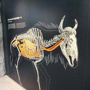 Illustration -Zoologischer Garten Berlin (2024)