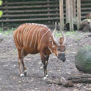 Eastern bongo -Zoologischer Garten Berlin (2024)