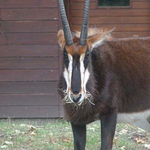 Black sable antelope -Zoologischer Garten Berlin (2024)