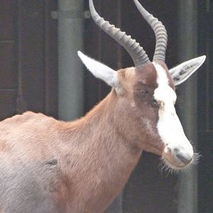 Blesbok -Zoologischer Garten Berlin (2024)