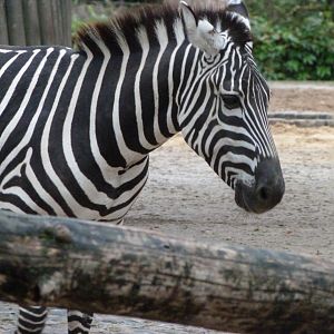 Grant's zebra -Zoologischer Garten Berlin (2024)
