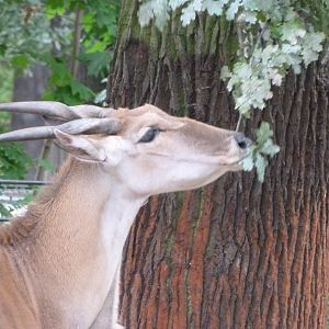 Common eland -Zoologischer Garten Berlin (2024)