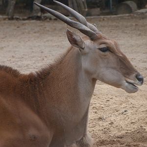 Common eland -Zoologischer Garten Berlin (2024)