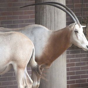Scimitar-horned oryx -Zoologischer Garten Berlin (2024)