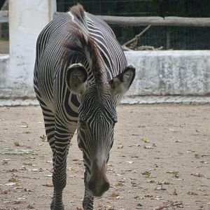 Grevy's zebra -Zoologischer Garten Berlin (2024)