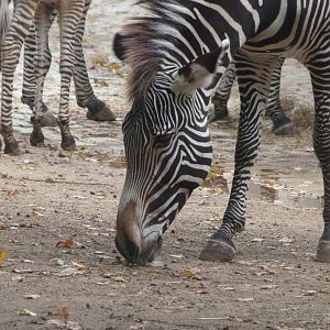Grevy's zebra -Zoologischer Garten Berlin (2024)