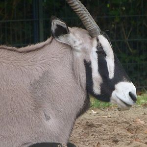 Gemsbok -Zoologischer Garten Berlin (2024)