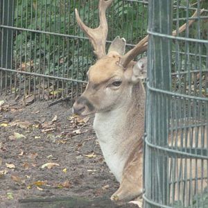 Persian fallow deer -Zoologischer Garten Berlin (2024)