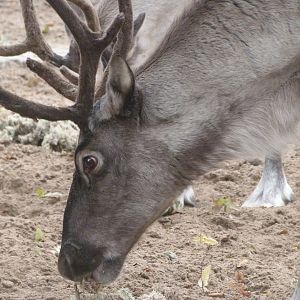 Eurasian forest reindeer -Zoologischer Garten Berlin (2024)