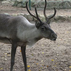 Eurasian forest reindeer -Zoologischer Garten Berlin (2024)