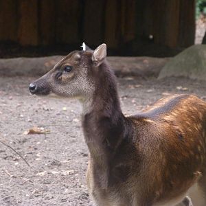 Visayan spotted deer -Zoologischer Garten Berlin (2024)