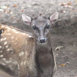 Visayan spotted deer -Zoologischer Garten Berlin (2024)