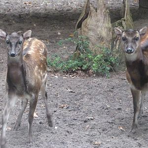 Visayan spotted deer -Zoologischer Garten Berlin (2024)