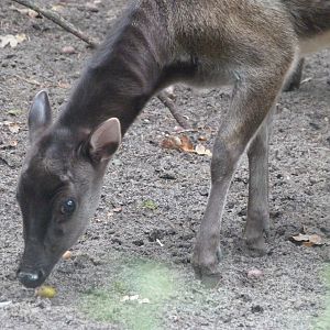 Visayan spotted deer -Zoologischer Garten Berlin (2024)