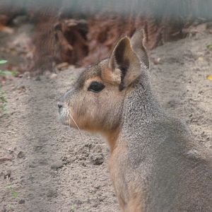 Patagonian mara -Zoologischer Garten Berlin (2024)